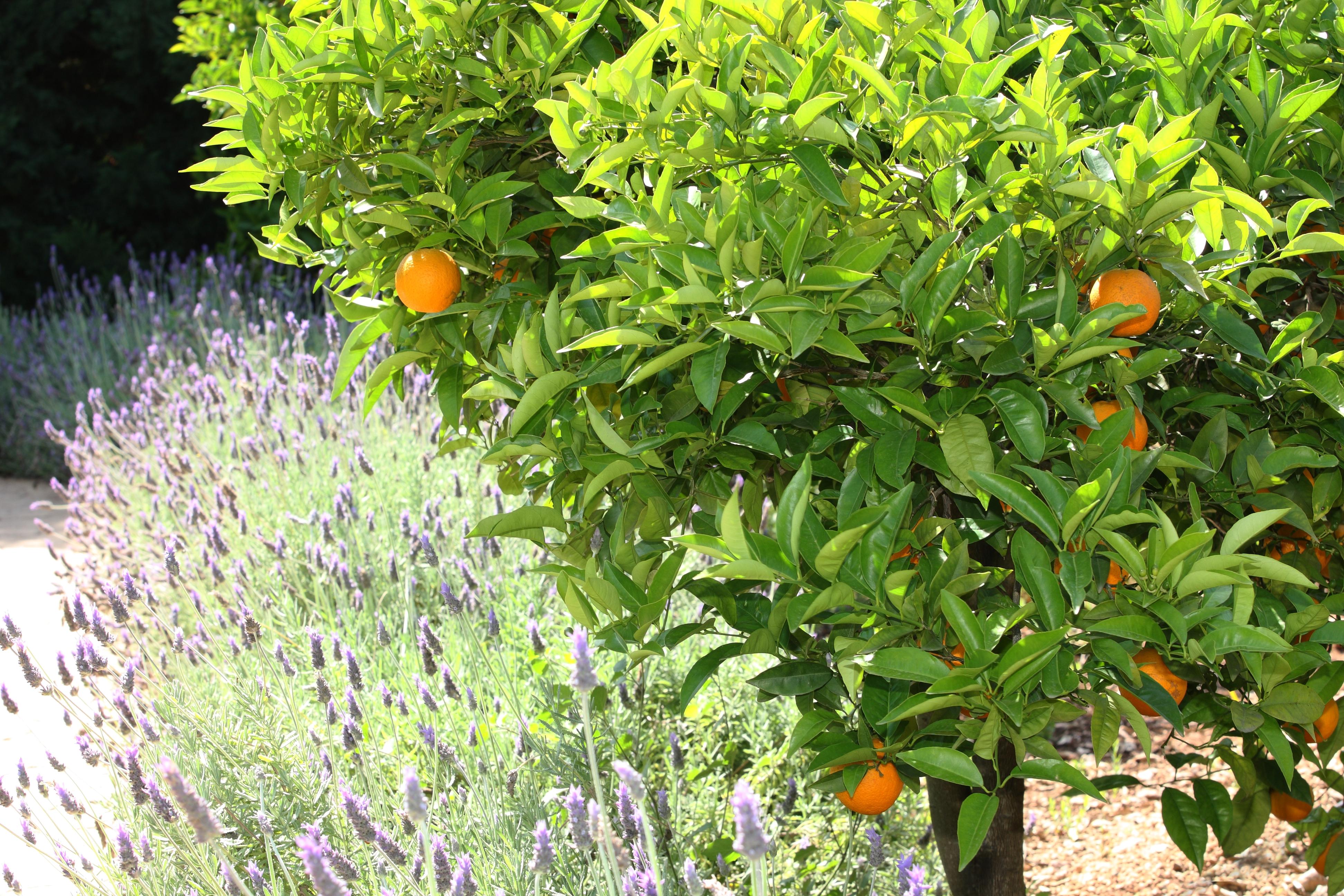 Finca Ca'S Curial - Agroturismo - Adults Only 소예르 외부 사진