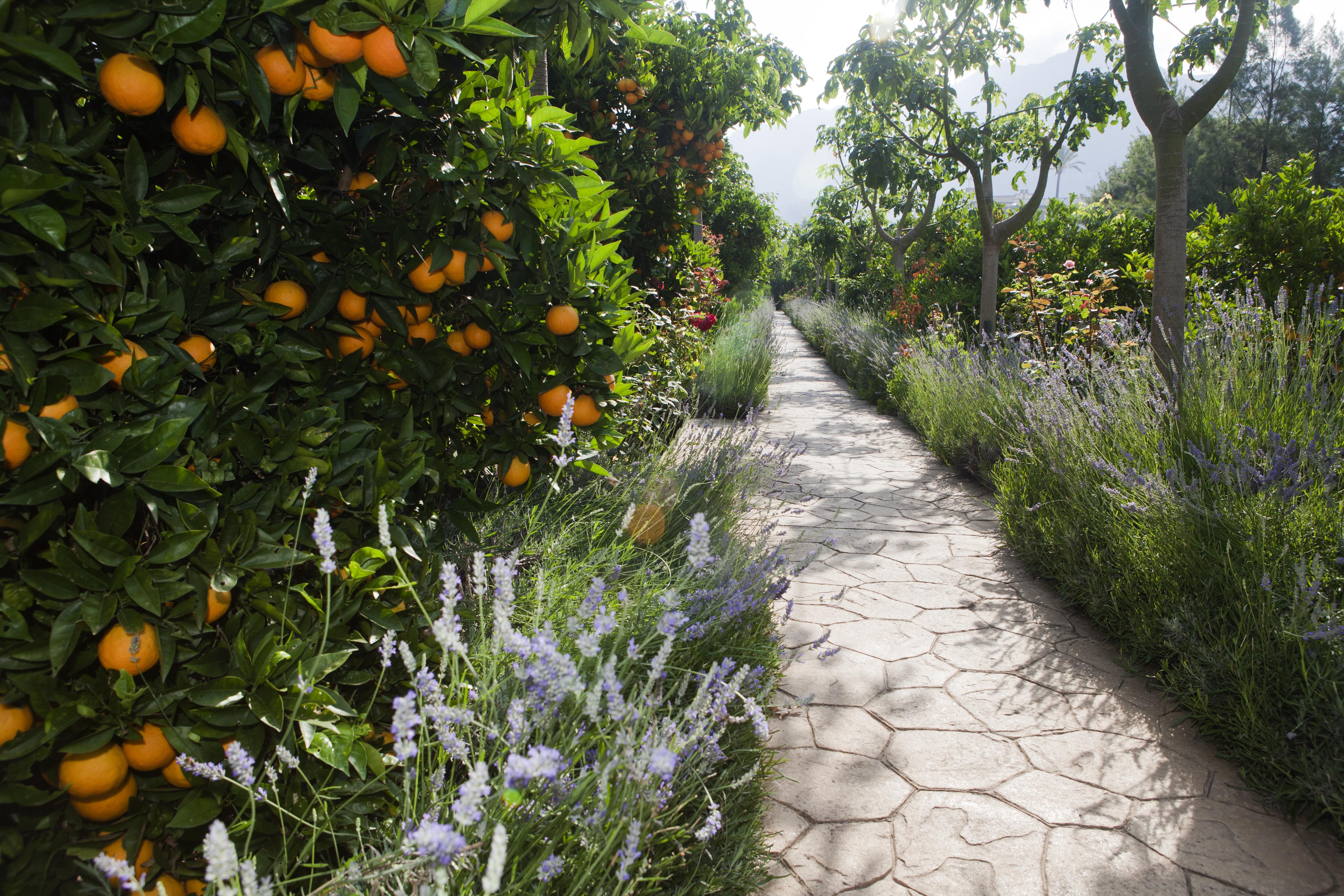 Finca Ca'S Curial - Agroturismo - Adults Only 소예르 외부 사진