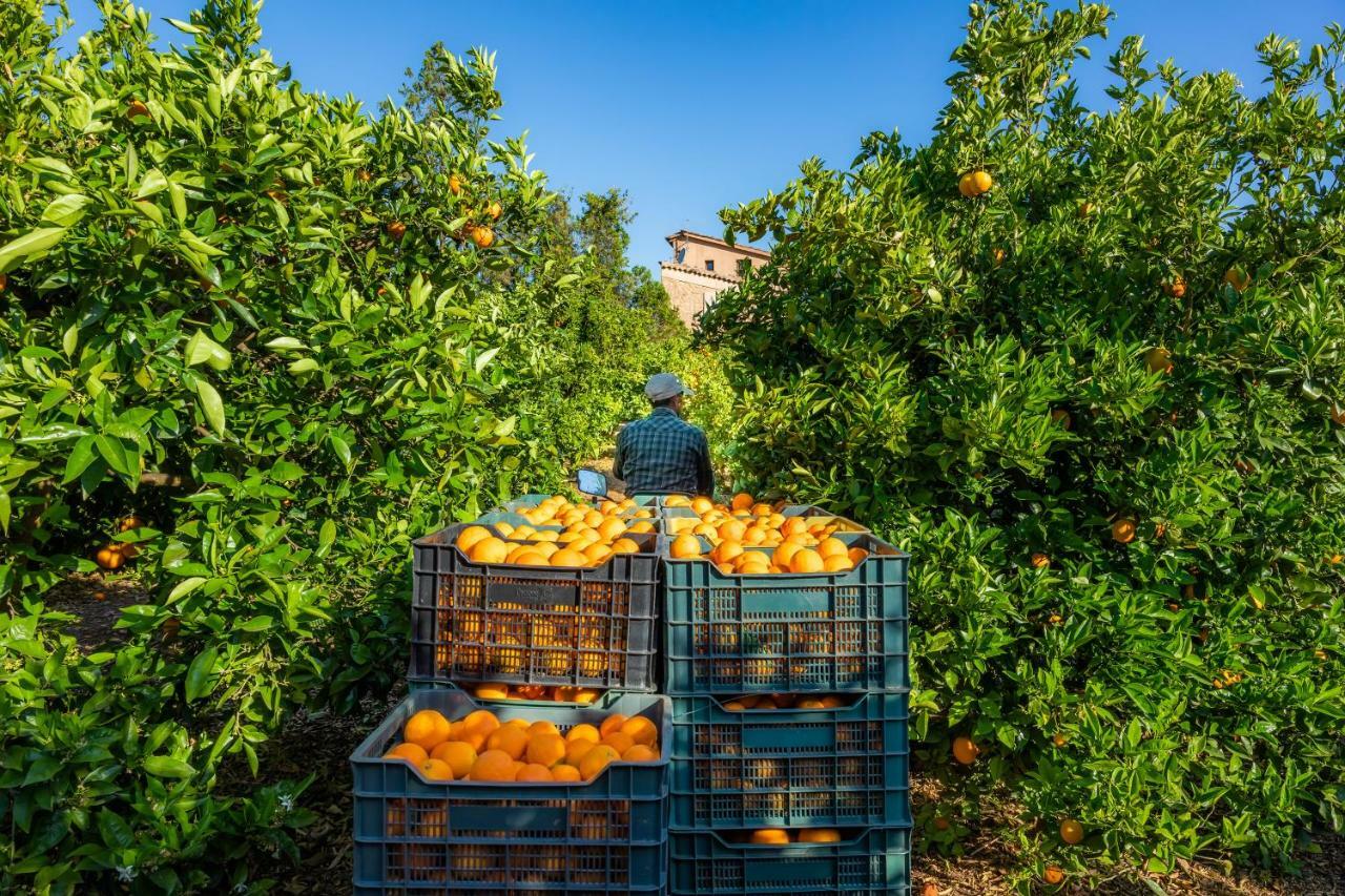 Finca Ca'S Curial - Agroturismo - Adults Only 소예르 외부 사진